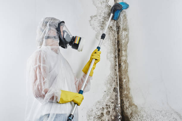 Best Water damage mitigation services  in South Rockwood, MI