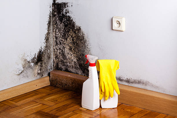 Best Carpet water damage restoration  in South Rockwood, MI